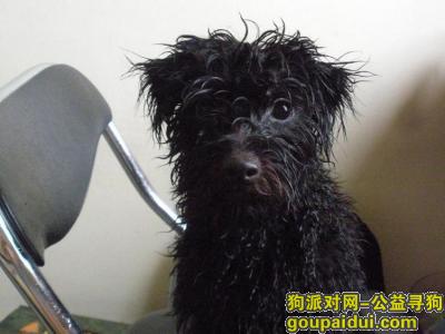 湛江寻狗网，江霞山开发区寻狗，它是一只非常可爱的宠物狗狗，希望它早日回家，不要变成流浪狗。