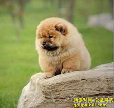 【青岛找狗】，幼犬松狮吃什么狗粮好，它是一只非常可爱的宠物狗狗，希望它早日回家，不要变成流浪狗。