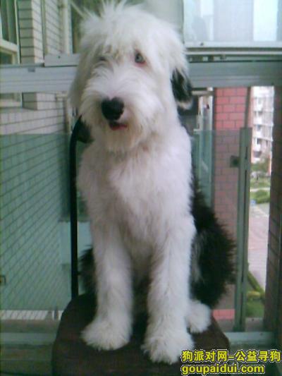 【青岛找狗】，古牧吃什么狗粮好，它是一只非常可爱的宠物狗狗，希望它早日回家，不要变成流浪狗。