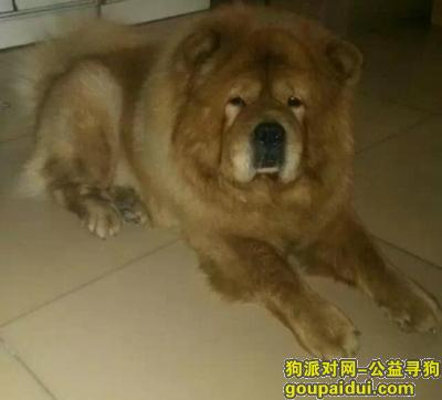 北京寻狗启示，京市石景山区寻爱犬，它是一只非常可爱的宠物狗狗，希望它早日回家，不要变成流浪狗。