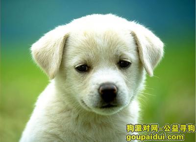 【青岛找狗】，天然狗粮什么牌子好，它是一只非常可爱的宠物狗狗，希望它早日回家，不要变成流浪狗。
