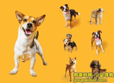 【青岛找狗】，宝路狗粮排行榜，它是一只非常可爱的宠物狗狗，希望它早日回家，不要变成流浪狗。
