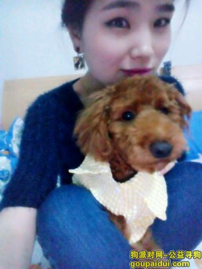 州吴江区震泽镇罗马假日边巫山烤鱼店附近丢失贵宾泰迪一只名叫lucky，它是一只非常可爱的宠物狗狗，希望它早日回家，不要变成流浪狗。