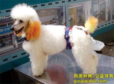 【青岛找狗】，贵宾狗粮，它是一只非常可爱的宠物狗狗，希望它早日回家，不要变成流浪狗。