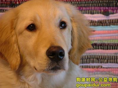 【青岛找狗】，宝路狗粮好吗，它是一只非常可爱的宠物狗狗，希望它早日回家，不要变成流浪狗。