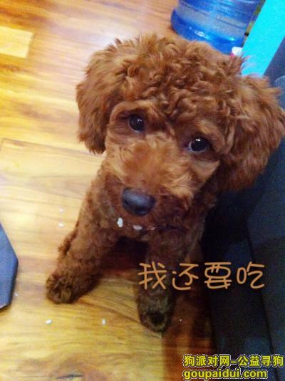 【成都找狗】，川省成都市青白江区老农民街丢失泰迪叫鲁尼，它是一只非常可爱的宠物狗狗，希望它早日回家，不要变成流浪狗。