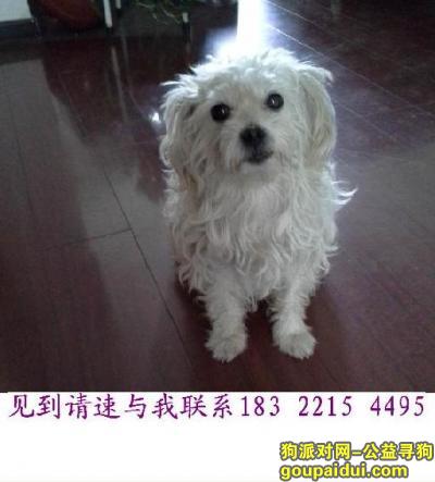 天津找狗，于2014年9月19日晚，在天津市河西区丢失纯白小型犬，它是一只非常可爱的宠物狗狗，希望它早日回家，不要变成流浪狗。