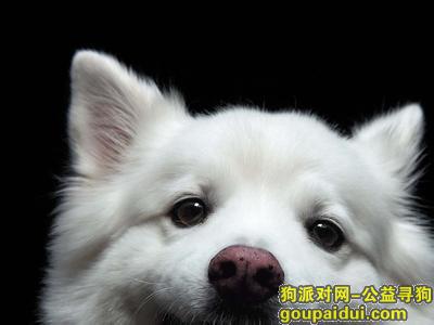 【青岛找狗】，宝路狗粮怎么样，它是一只非常可爱的宠物狗狗，希望它早日回家，不要变成流浪狗。