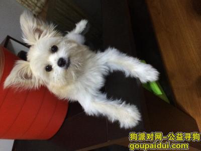 【北京找狗】，寻狗（北京房山区长龙苑南区附近丢失），它是一只非常可爱的宠物狗狗，希望它早日回家，不要变成流浪狗。