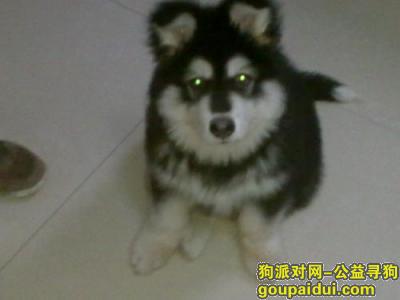 【青岛找狗】，狗粮怎么喂，它是一只非常可爱的宠物狗狗，希望它早日回家，不要变成流浪狗。