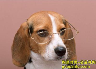 【青岛找狗】，贵宾犬吃哪种狗粮好，它是一只非常可爱的宠物狗狗，希望它早日回家，不要变成流浪狗。