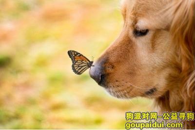 【青岛找狗】，金毛吃什么狗粮最好，它是一只非常可爱的宠物狗狗，希望它早日回家，不要变成流浪狗。
