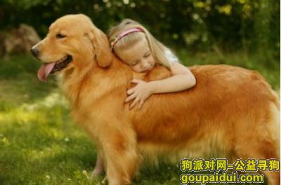 【青岛找狗】，成年金毛吃什么狗粮好，它是一只非常可爱的宠物狗狗，希望它早日回家，不要变成流浪狗。