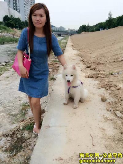 圳西丽，天虹附近，丢失一只萨摩耶，2014中秋节那天，狗狗4个月当时，它是一只非常可爱的宠物狗狗，希望它早日回家，不要变成流浪狗。