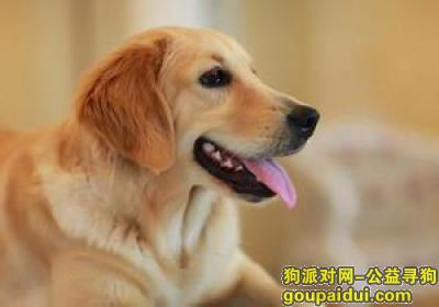 【青岛找狗】，金毛吃什么，它是一只非常可爱的宠物狗狗，希望它早日回家，不要变成流浪狗。