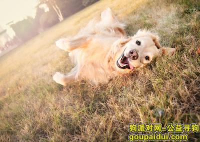 【青岛找狗】，金毛犬吃什么狗粮好，它是一只非常可爱的宠物狗狗，希望它早日回家，不要变成流浪狗。