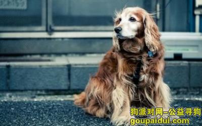 【青岛找狗】，金毛犬吃什么狗粮，它是一只非常可爱的宠物狗狗，希望它早日回家，不要变成流浪狗。