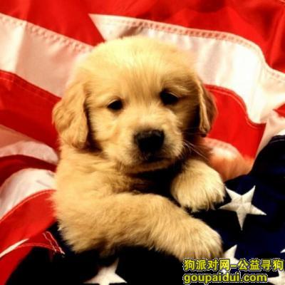 【青岛找狗】，金毛幼犬吃什么狗粮，它是一只非常可爱的宠物狗狗，希望它早日回家，不要变成流浪狗。