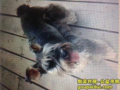 深圳找狗，福田区上沙文化广场走失雪纳瑞母狗，它是一只非常可爱的宠物狗狗，希望它早日回家，不要变成流浪狗。