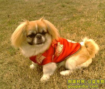 【青岛找狗】，小金毛吃什么狗粮，它是一只非常可爱的宠物狗狗，希望它早日回家，不要变成流浪狗。