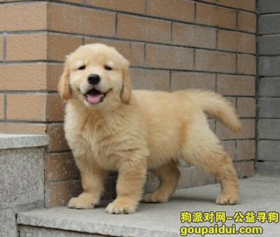 【青岛找狗】，自制金毛幼犬狗粮，它是一只非常可爱的宠物狗狗，希望它早日回家，不要变成流浪狗。