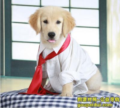 【青岛找狗】，金毛幼犬喂什么狗粮，它是一只非常可爱的宠物狗狗，希望它早日回家，不要变成流浪狗。