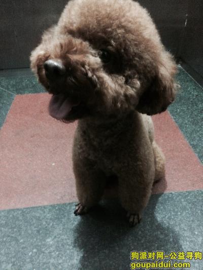 深圳寻狗网，深棕色泰迪丢失，它是一只非常可爱的宠物狗狗，希望它早日回家，不要变成流浪狗。