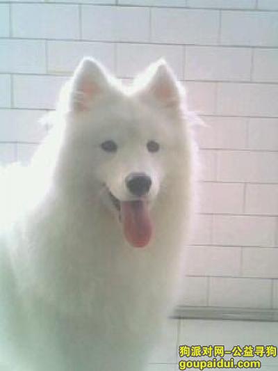 【青岛找狗】，萨摩耶吃什么好，它是一只非常可爱的宠物狗狗，希望它早日回家，不要变成流浪狗。