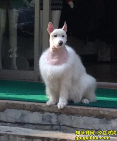 【青岛找狗】，萨摩耶犬狗粮，它是一只非常可爱的宠物狗狗，希望它早日回家，不要变成流浪狗。