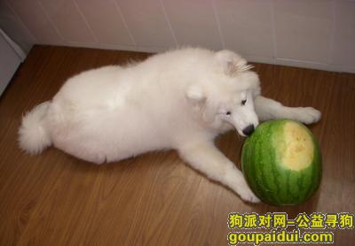 【青岛找狗】，萨摩耶的狗粮，它是一只非常可爱的宠物狗狗，希望它早日回家，不要变成流浪狗。