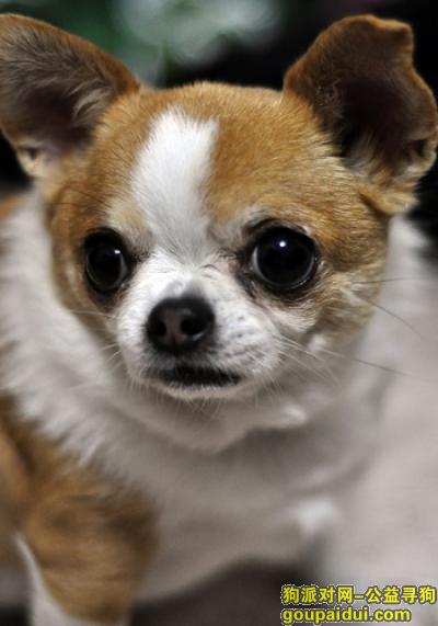 【青岛找狗】，吉娃娃吃什么，它是一只非常可爱的宠物狗狗，希望它早日回家，不要变成流浪狗。
