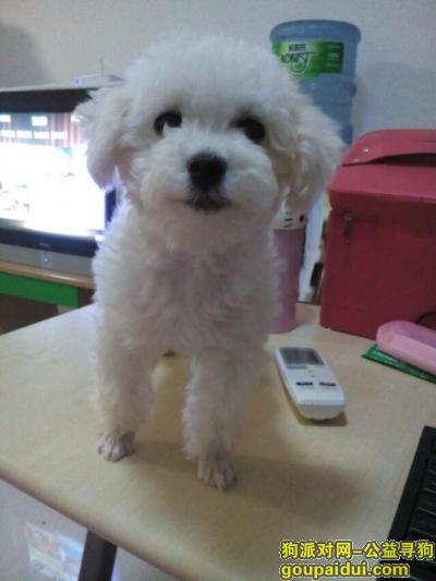 郑州寻泰迪，它是一只非常可爱的宠物狗狗，希望它早日回家，不要变成流浪狗。
