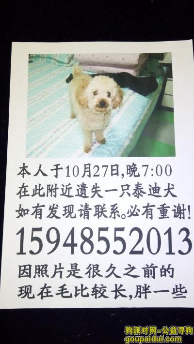 吉林市嘉园北路附近二道江这片丢失一只泰迪，它是一只非常可爱的宠物狗狗，希望它早日回家，不要变成流浪狗。
