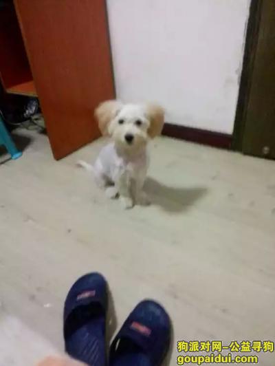 【天津找狗】，塘沽区新港紫云公园附近丢失，它是一只非常可爱的宠物狗狗，希望它早日回家，不要变成流浪狗。