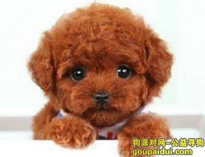 【青岛找狗】，泰迪犬吃什么狗粮好，它是一只非常可爱的宠物狗狗，希望它早日回家，不要变成流浪狗。