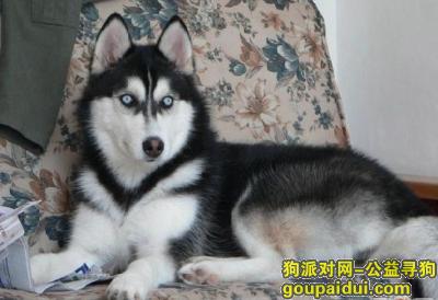 【青岛找狗】，哈士奇狗粮排行榜，它是一只非常可爱的宠物狗狗，希望它早日回家，不要变成流浪狗。