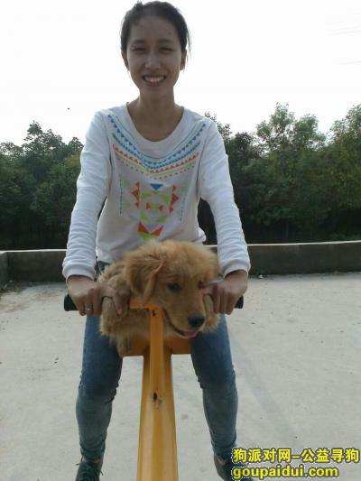 郑州寻狗网，寻找金毛，它是一只非常可爱的宠物狗狗，希望它早日回家，不要变成流浪狗。