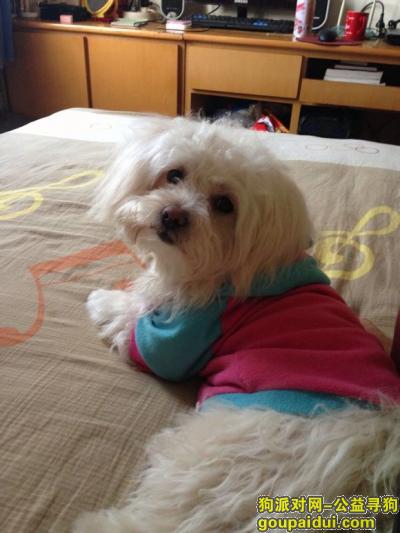 芜湖找狗，急寻2014-12-7芜湖火龙岗白马小区附近都是白色比熊串，它是一只非常可爱的宠物狗狗，希望它早日回家，不要变成流浪狗。
