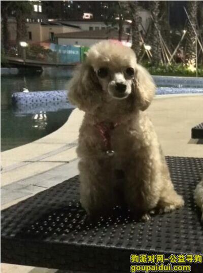 深圳坂田河背村，寻人、寻狗启示，它是一只非常可爱的宠物狗狗，希望它早日回家，不要变成流浪狗。