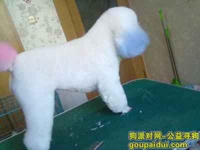 哈尔滨寻白色贵宾，它是一只非常可爱的宠物狗狗，希望它早日回家，不要变成流浪狗。