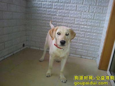 【北京找狗】，希望狗狗快回家，它是一只非常可爱的宠物狗狗，希望它早日回家，不要变成流浪狗。
