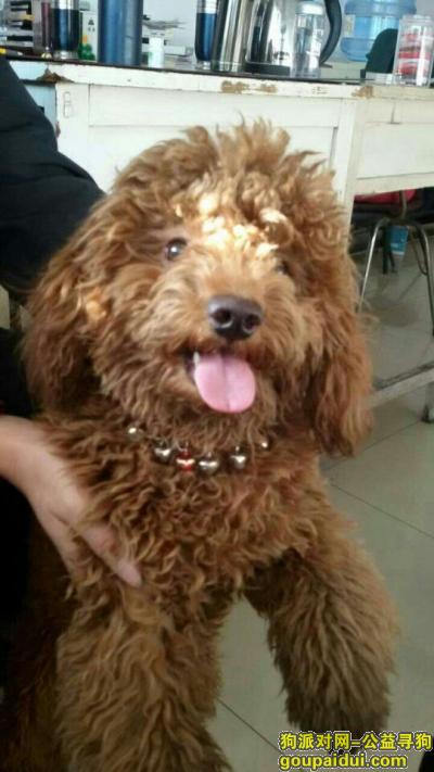 本人于在晋城白马寺植物园丢失一条棕色泰迪犬，它是一只非常可爱的宠物狗狗，希望它早日回家，不要变成流浪狗。