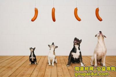 【青岛找狗】，狗粮品牌排行，它是一只非常可爱的宠物狗狗，希望它早日回家，不要变成流浪狗。