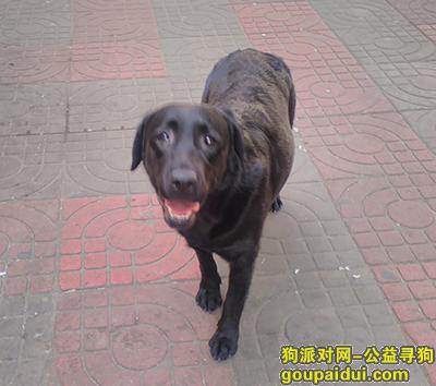 2015年元月3日，拉布拉多寻主，它是一只非常可爱的宠物狗狗，希望它早日回家，不要变成流浪狗。