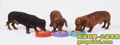 【青岛找狗】，天然狗粮排行榜，它是一只非常可爱的宠物狗狗，希望它早日回家，不要变成流浪狗。