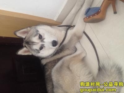 【芜湖找狗】，寻找10个月大的哈士奇，它是一只非常可爱的宠物狗狗，希望它早日回家，不要变成流浪狗。