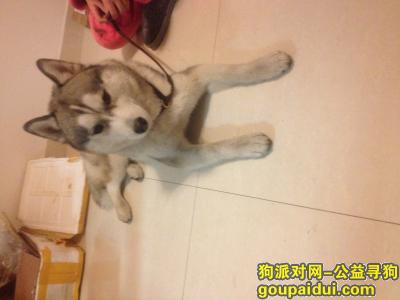 【芜湖找狗】，寻找哈士奇，它是一只非常可爱的宠物狗狗，希望它早日回家，不要变成流浪狗。