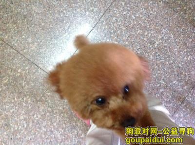 上海寻狗，它是一只非常可爱的宠物狗狗，希望它早日回家，不要变成流浪狗。