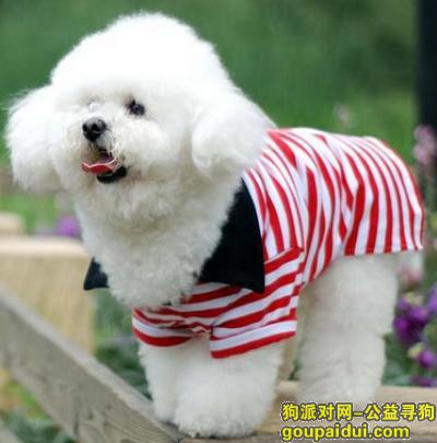 【青岛找狗】，天然狗粮排名，它是一只非常可爱的宠物狗狗，希望它早日回家，不要变成流浪狗。