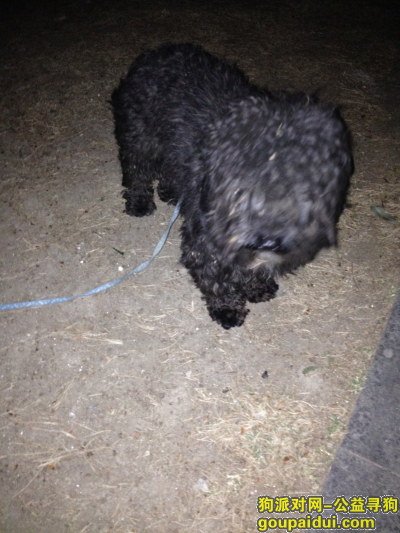 广州寻狗主人，[广州捡狗]黑色贵宾，它是一只非常可爱的宠物狗狗，希望它早日回家，不要变成流浪狗。